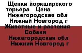 Щенки йоркширского терьера › Цена ­ 25 000 - Нижегородская обл., Нижний Новгород г. Животные и растения » Собаки   . Нижегородская обл.,Нижний Новгород г.